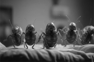 bedbugs treatment in dubai