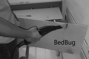 pest control dubai bed bugs
