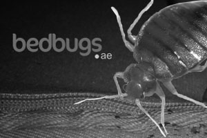 bed bugs in sharjah