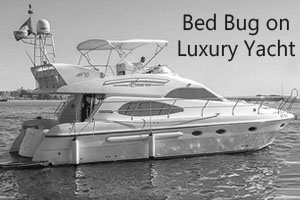 Bed bugs on boats
