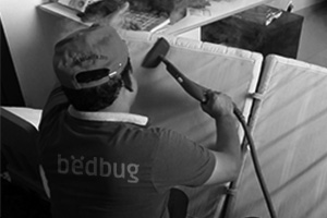 bed bug inspection treatment dubai